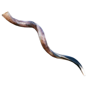 Yemenite Shofar 80-84 cm | 31-33 inches